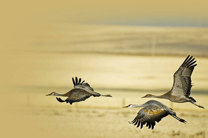 Birds taking flight